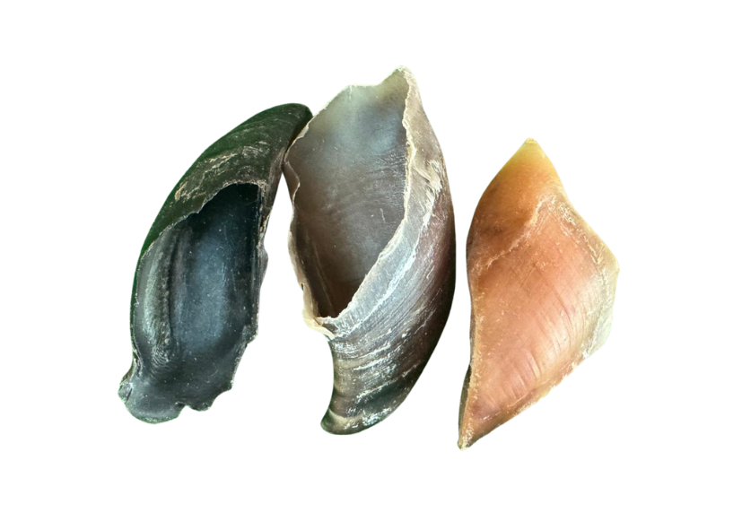 Pezuña de vaca