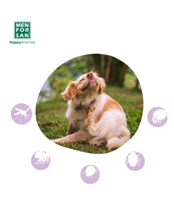 Collar antiparasitario natural Men for San