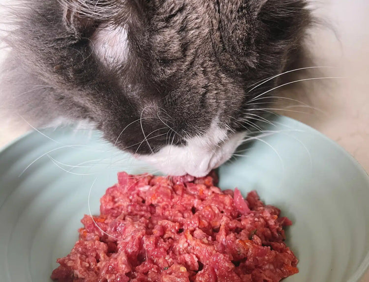 Gato: productos congelados