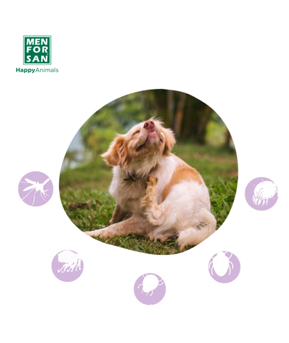 Collar antiparasitario natural Men for San